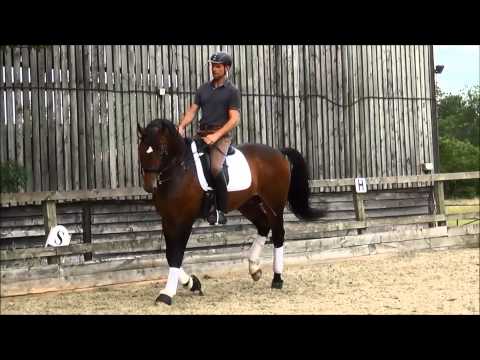 Stallion Friedensritter/ Pelegrinus