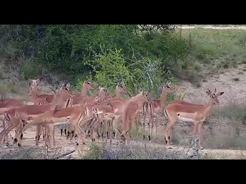 Djuma: Impala herd leaving the dam area - 10/31/20