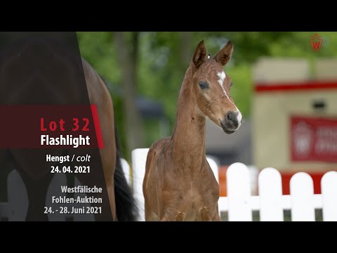 Westfälische Fohlen-Auktion Lot 32 Flashlight Hengst v. French Open - Riccione