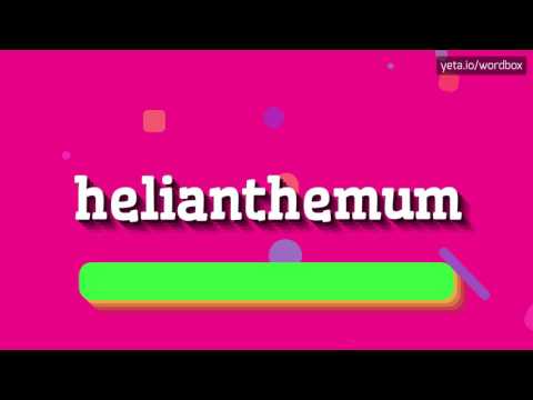 HELIANTHEMUM - HOW TO PRONOUNCE IT!?