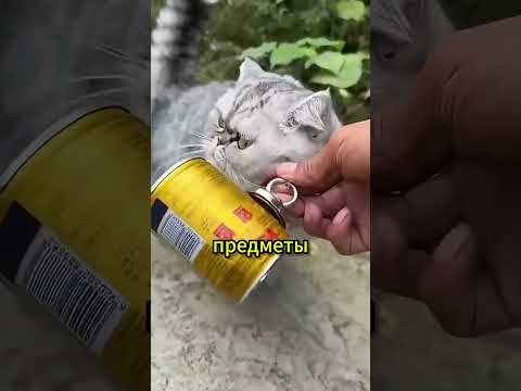 Кошка-магнит: от обрывков к любви 🧲🐱 #шорты