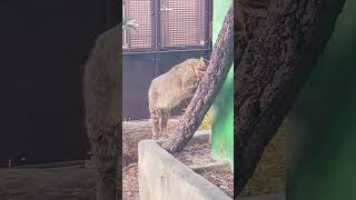 ツシマヤマネコのあくび