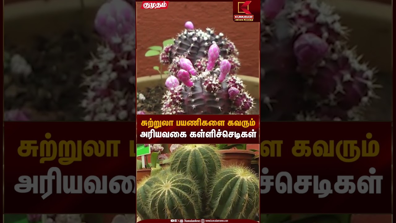 சுற்றுலா பயணிகளை கவரும் அரியவகை கள்ளிச்செடிகள் | Kumudam News