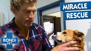 Dog With No Nose Gets a Second Chance! | Bondi Vet