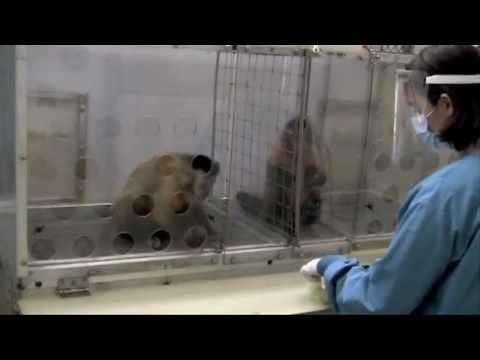 Funny Jealous Monkey