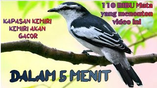 Download lagu KAPASAN KEMIRI GACOR DALAM 5 MENIT MENDENGAR MASTERAN INI mp3