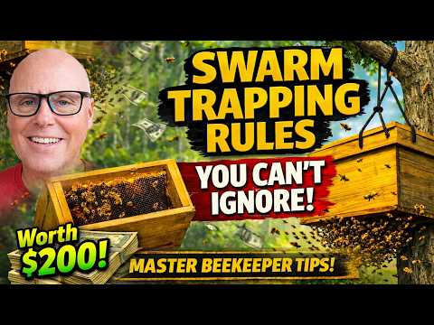 Don't Waste Your Swarm Traps: Follow These Rules