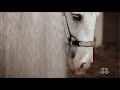 Beautiful Gypsy Vanner Horses HANES Performance Horses