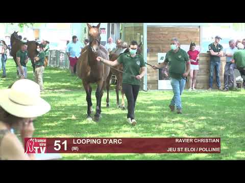 Sprinter Sacré Show 2021 : Lot 51 - Looping D'Arc