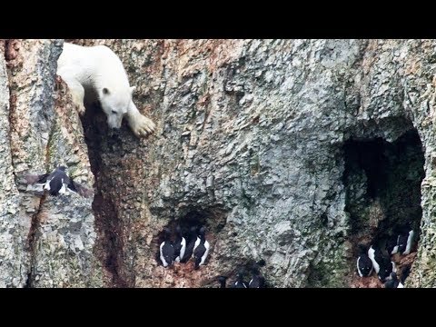 Un ours polaire affamé risque sa vie ! - ZAPPING SAUVAGE