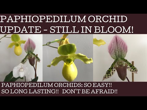 Paphiopedilum orchid care update - mine are STILL in bloom!