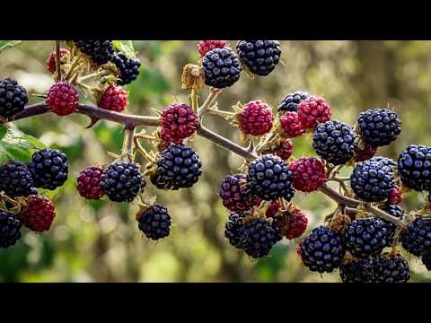 Reč struke ep. 101 03.08.2017. NAJAVA