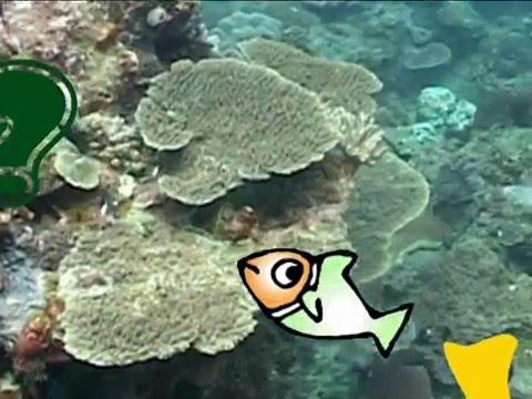 ShakaRoot -  Little Lion