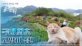 국내 최초, 고양이 섬! 대한민국 가장 아름다운 정원 | 전남 고흥 쑥섬 | 포구만리
