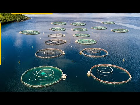 , title : 'The future of aquaculture. New fish farming technologies'
