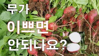 [이쁜 무]무가 이쁘면 안되나요?-김장무, 강호무, 시래기무, 적환무