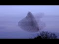 Behind My Camel - The Police : Un ballet aérien d'étourneaux #NatureMusic, #ThePolice #BehindMyCamel