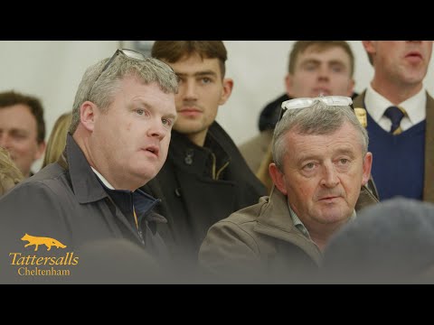 Tattersalls Cheltenham November Sale 2024 Review
