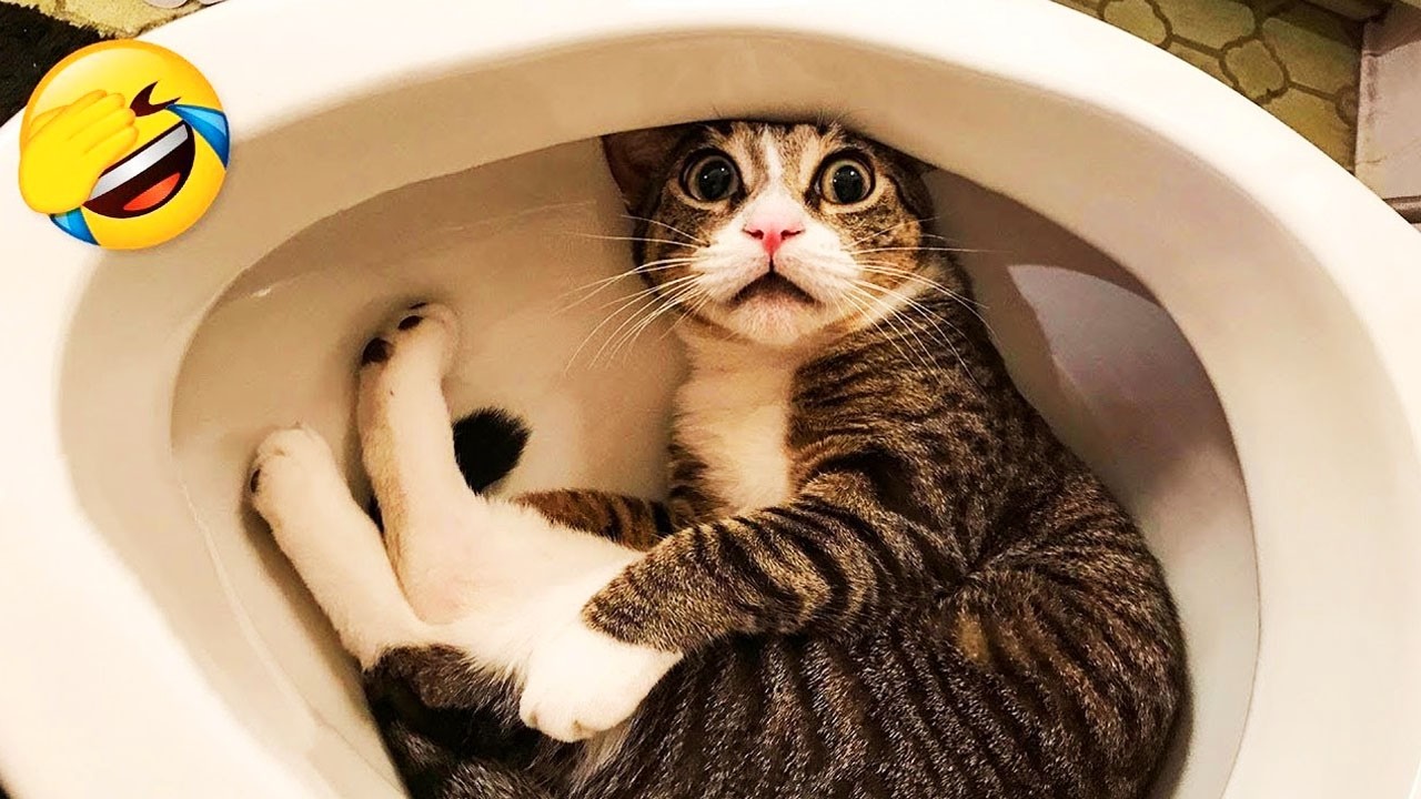 笑わないように頑張って😂🤣 2026年のおもしろ猫と犬のクリップ集😹🐶