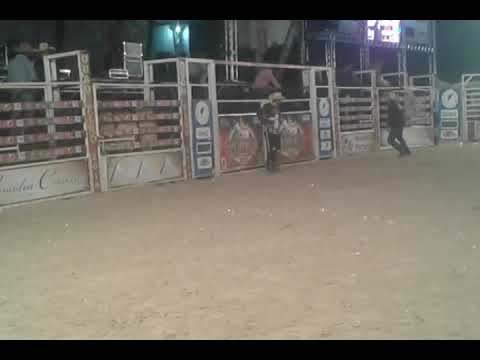 Rodeio  de ouro fino