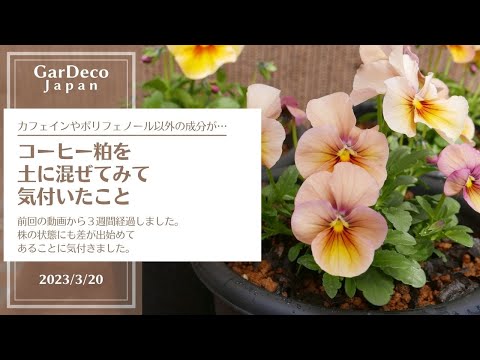 庭のコーヒーかすを使用する 7 つの方法: ヒントとコツ!  庭園