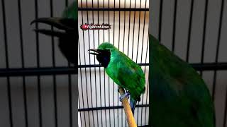 Download lagu Pancingan CUCAK IJO biar langsung GACOR #cucakijogacor #jamtrok mp3