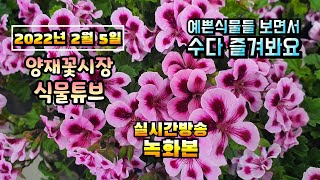 2022년 2월 5일 토요일  예쁜 식물들 보면서 수다즐겨봐요 #양재꽃시장 #식물튜브