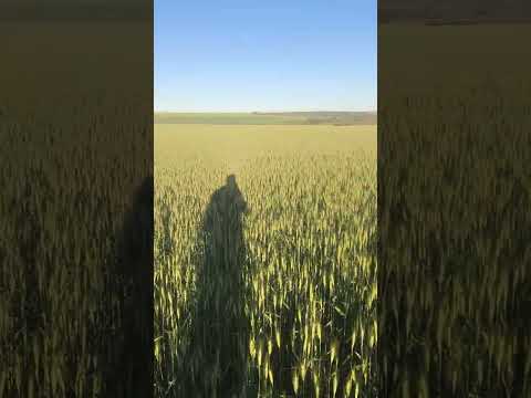 Trigo em Guarda Mor -MG....Espectro e Valente