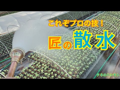 苗に水をやる 屋内温室シェルター 成功する方法 間隔 水の量
