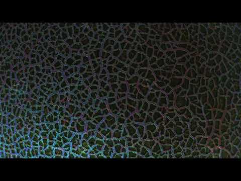 Bobby Kensei - + exp