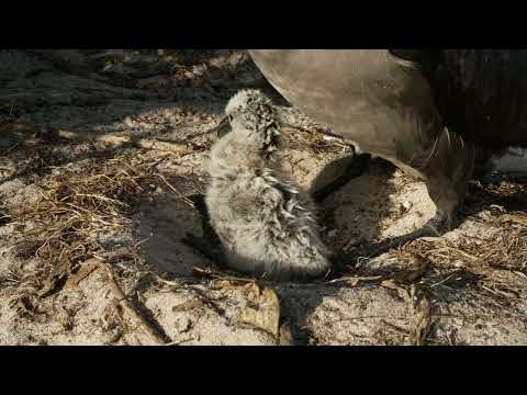 Albatros čiernopásy (Phoebastria nigripes) — prvé mláďa sa liahne na Midway Atoll