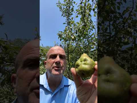 Best Pear Tree?  I review the Kieffer, Moonglow and Warren pears
