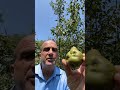 Best Pear Tree?  I review the Kieffer, Moonglow and Warren pears