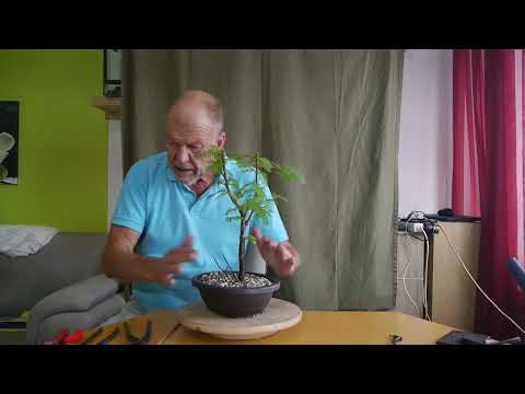 Pflegefälle:  Metasequoia glyptostroboides und Acer palmatum Phoenix