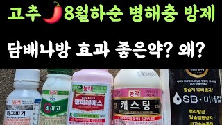 고추???? 8월하순 병해충방제 ???? 담배나방 효과 좋은 약? 왜?