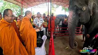 เจ้าคุณธงชัย ธมฺมธโช สมเด็จพระมหารัชมงคลมุนี เยี่ยมชมช้างแฝดผู้เมียคู่แรกของโลก ที่เพนียดคล้องช้าง