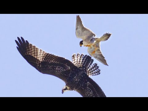 Peregrine Falcon is the Fastest predator on the planet
