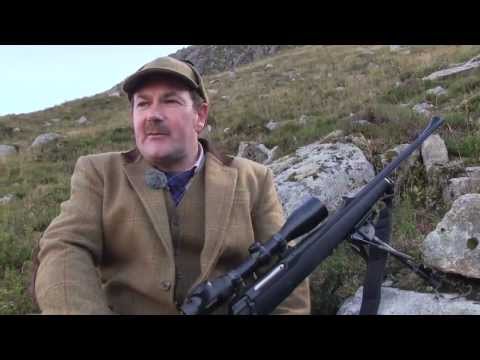 Red stags on the hill