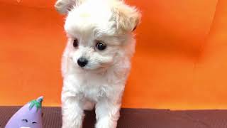 ハーフ犬の動画01