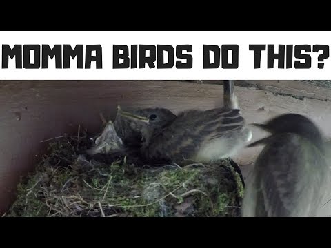 YouTube video about: Can birds carry their babies?