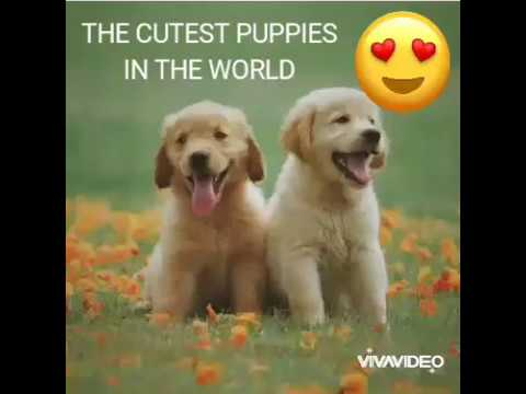 THE CUTEST PUPPIES IN THE WORLD! AWW!!!