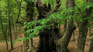 Senda del Castañar de El Tiemblo (VALLE DE IRUELAS - PR-AV 54 - Ávila)