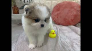 ハーフ犬の動画01