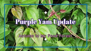 Purple Yam Update - Autumn in My Subtropical Food Forest