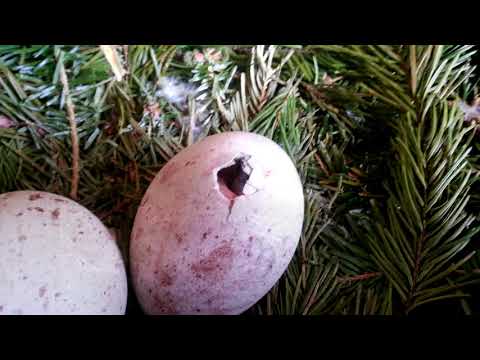 1000 let České myslivosti sokolnictví