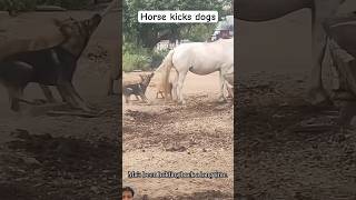 Horse 🐎 kicks 🦵 #doglover #cat #petsrule #funny #dogowner #pets #petowner #dog #horse #animals
