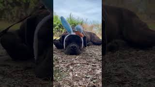 Video preview image #1 Mutt Puppy For Sale in Goodyear, AZ, USA