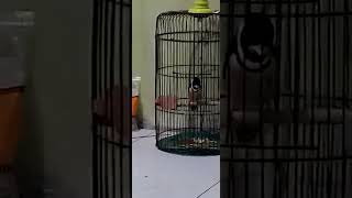 Download lagu burung sempur hujan darat mp3