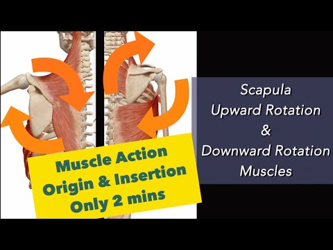 Scapula Upward Rotation and Downward Rotation Muscles : Muscle Action with Anatomy