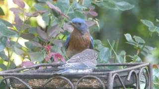 Blue Birds feeding fledglings